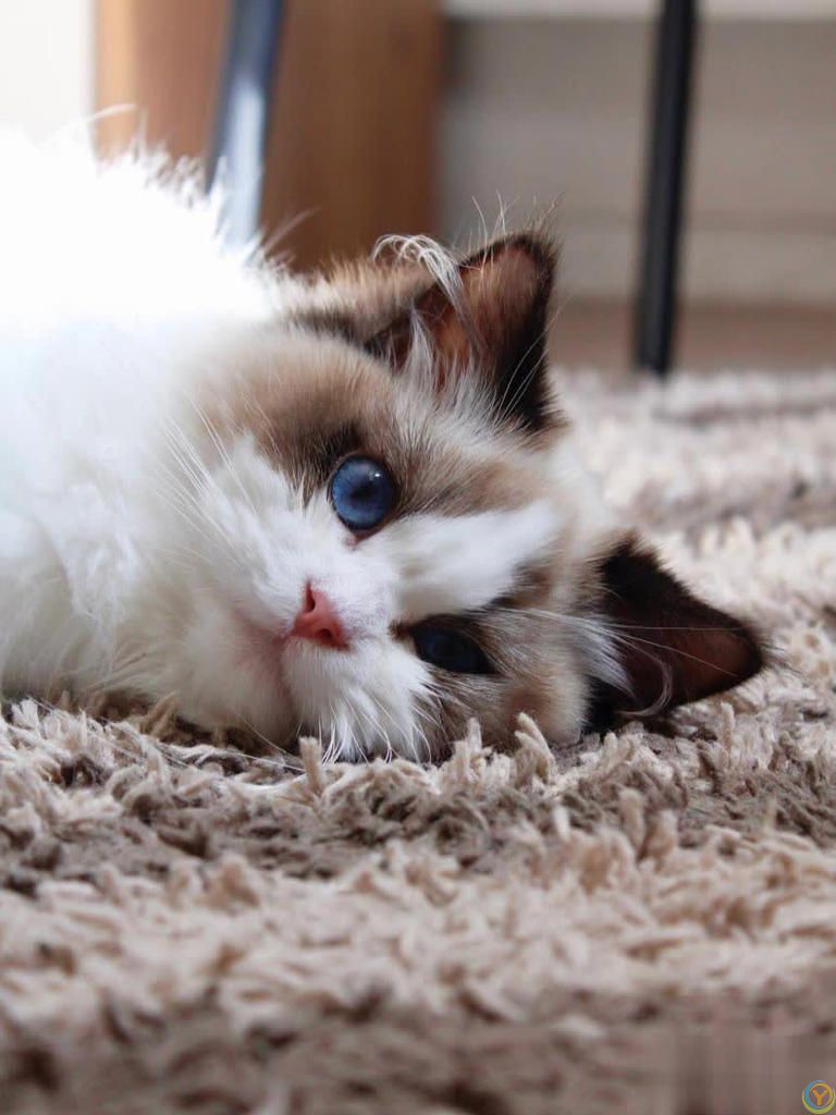 别吓我了喵！猫咪惊慌时最该避免的3件事