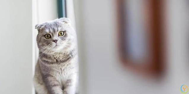 猫咪迷恋纸箱藏身术，豪华猫窝成摆设，你家猫也这样吗？