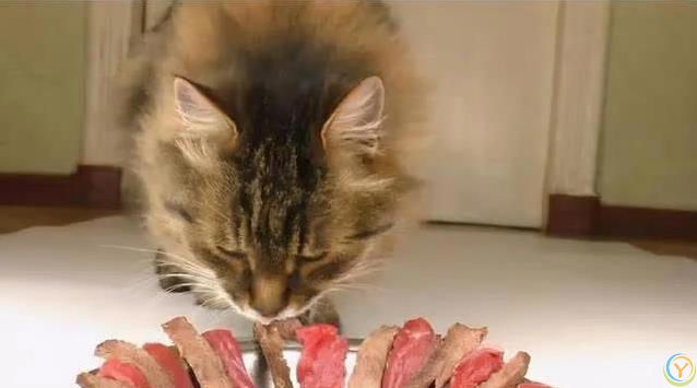 猫咪吃啥最健康？人类食物藏惊喜，奶酪鱼肉它都爱！