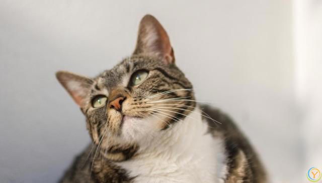 猫咪为什么喜欢吃鸡肉冻干？