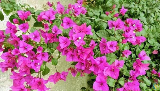 花香淡雅花型好看，养花就选这三种，好打理易开花！