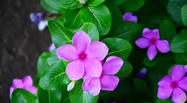 花香淡雅花型好看，养花就选这三种，好打理易开花！