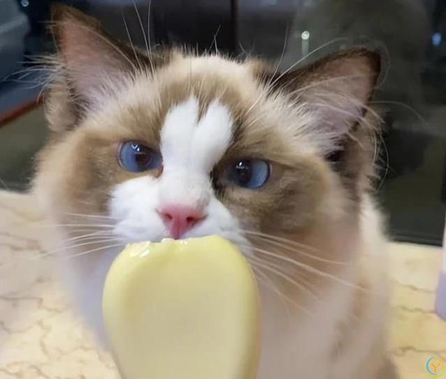 猫咪吃啥最健康？人类食物藏惊喜，奶酪鱼肉它都爱！