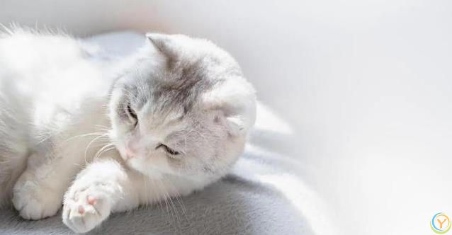 猫咪迷恋纸箱藏身术，豪华猫窝成摆设，你家猫也这样吗？