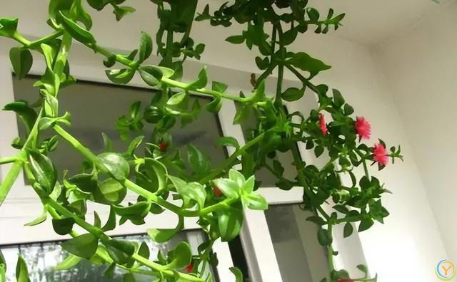 花香淡雅花型好看，养花就选这三种，好打理易开花！