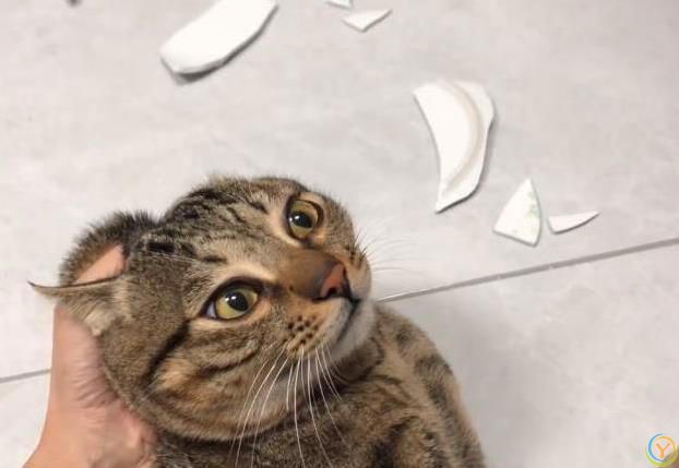 猫咪蹭你超治愈，家里却变毛毯，你还敢养吗？