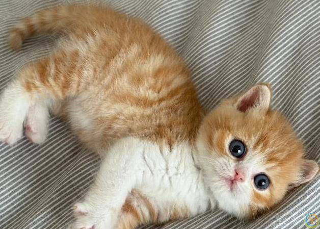 猫咪蹭你超治愈，家里却变毛毯，你还敢养吗？