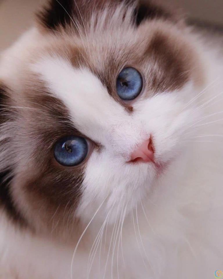 别吓我了喵！猫咪惊慌时最该避免的3件事