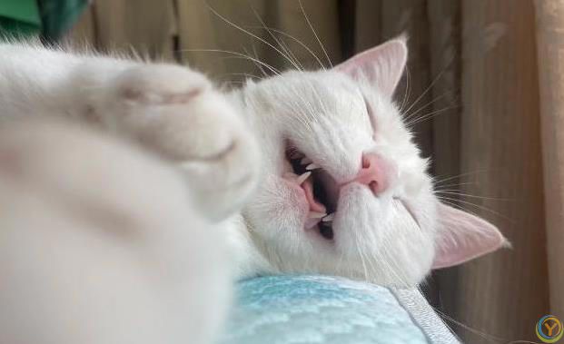 猫咪蹭你超治愈，家里却变毛毯，你还敢养吗？