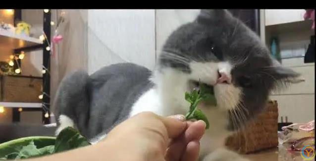 猫咪吃啥最健康？人类食物藏惊喜，奶酪鱼肉它都爱！