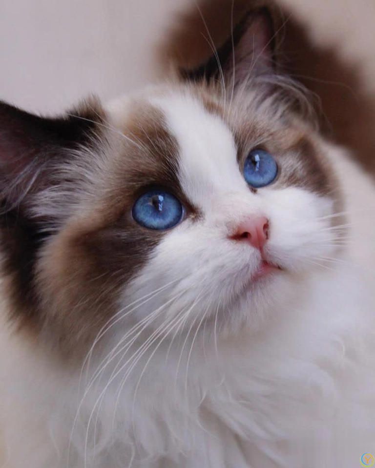 别吓我了喵！猫咪惊慌时最该避免的3件事