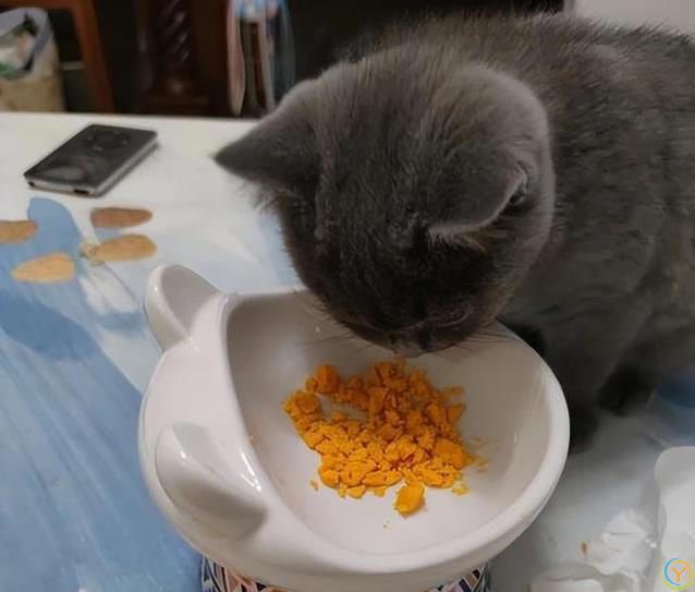猫咪吃啥最健康？人类食物藏惊喜，奶酪鱼肉它都爱！