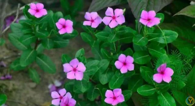 花香淡雅花型好看，养花就选这三种，好打理易开花！