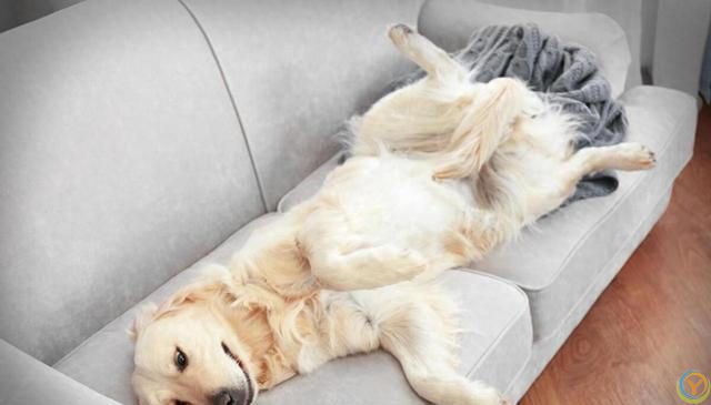 狗狗不同睡姿代表不同的性格，你家狗属于哪一种？