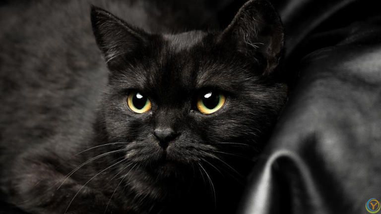 揭秘猫咪从容不迫的宅家生活，无聊只是你的错觉！