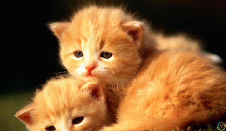 揭秘猫咪从容不迫的宅家生活，无聊只是你的错觉！