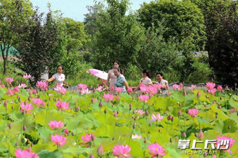 映日荷花别样红，长沙这些地方开启夏日赏荷季