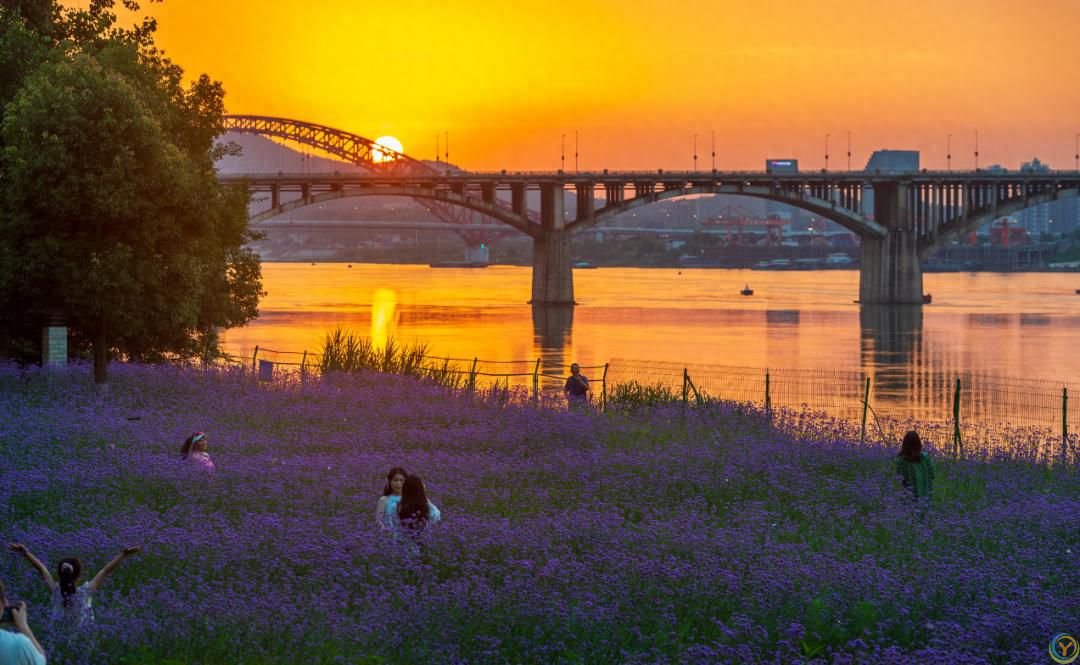 按下快门，于湘江畔赴湖南花海之约