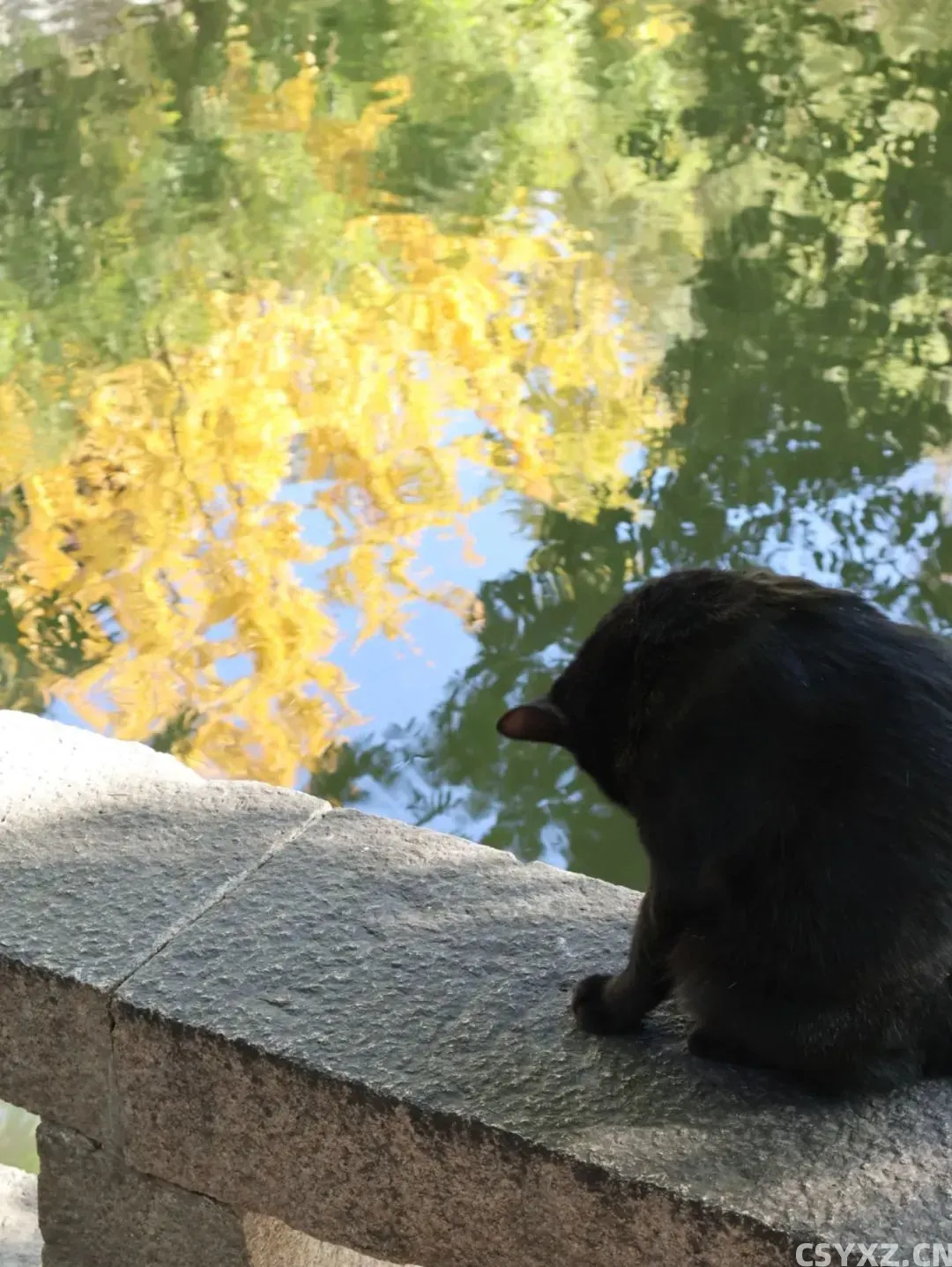△西园寺的猫咪看起来都油光水滑的,手里没有猫条根本不会理人。(图源/作者)