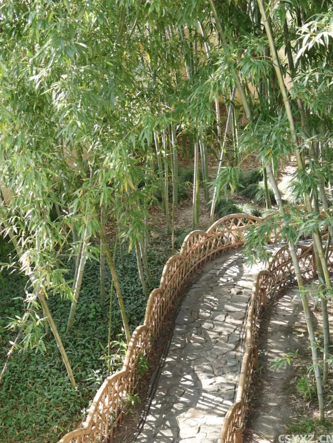 △竹影斑驳,心也跟着静下来了。(图源/作者)