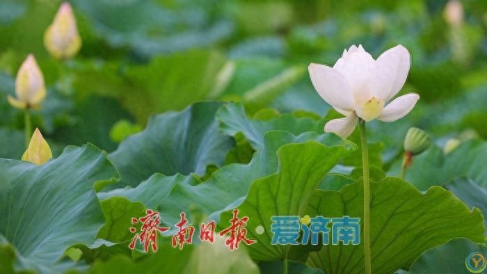 夏雨润荷 美里湖现诗意画卷