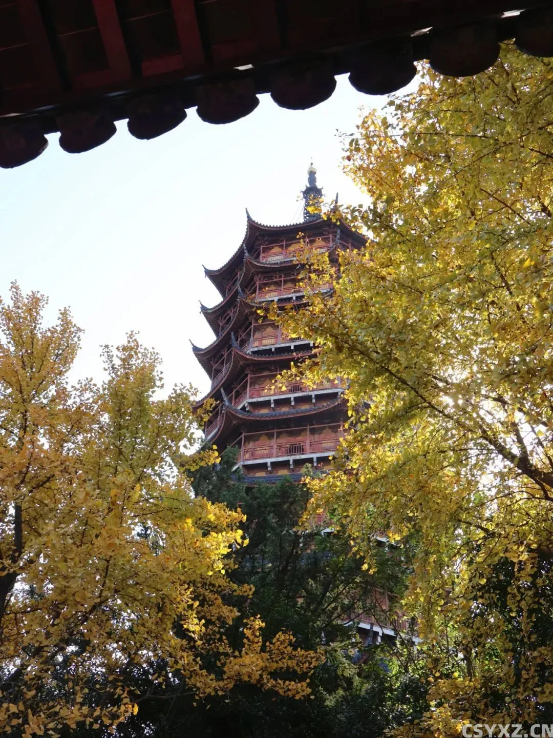 △报恩寺的银杏景观,完全不输虎丘山。(图源/作者)