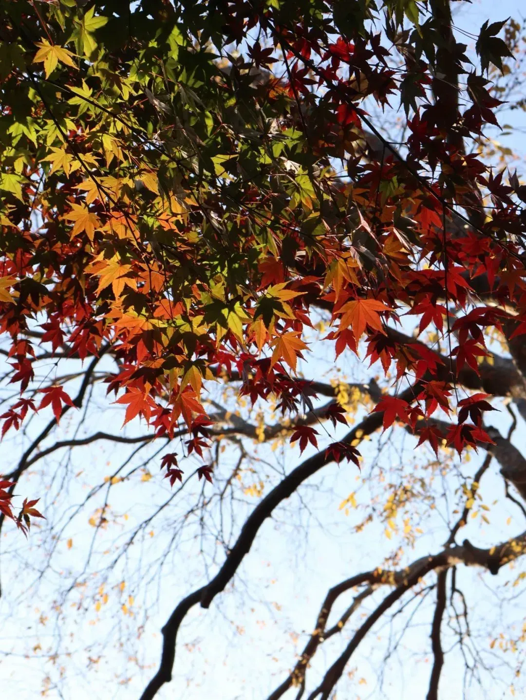 最适合初冬独自出行的城市，不是尔滨