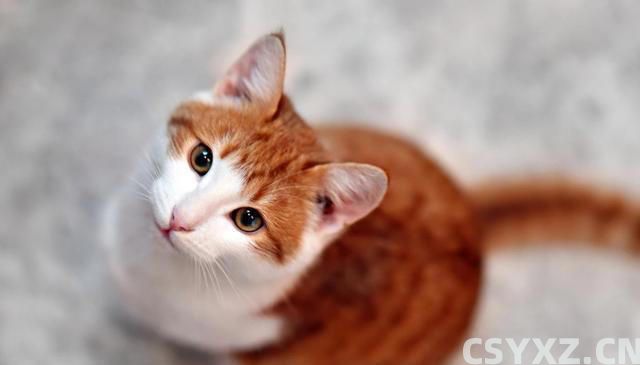 猫咪食欲不佳？试试这些妙招，让猫咪胃口大开！