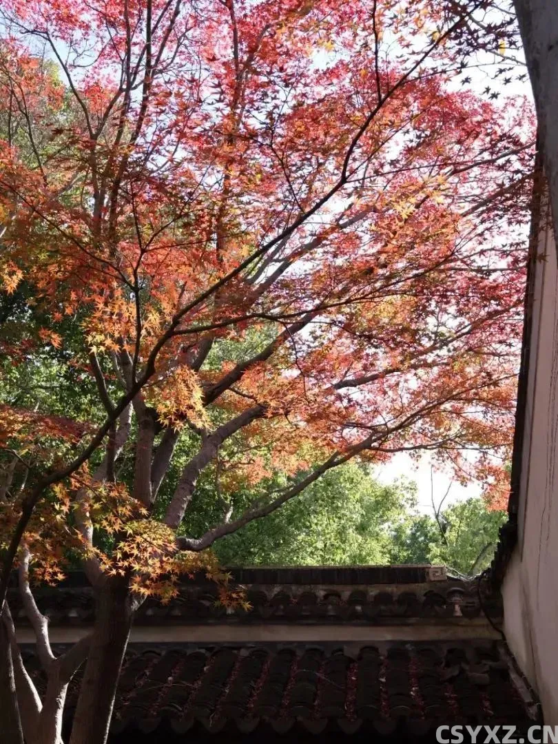 △抬头看见一树红枫。(图源/作者)