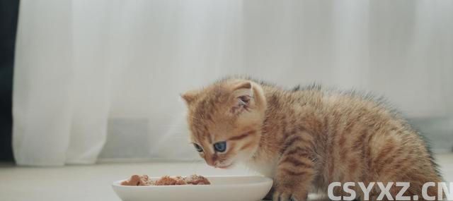 猫咪食欲不佳？试试这些妙招，让猫咪胃口大开！