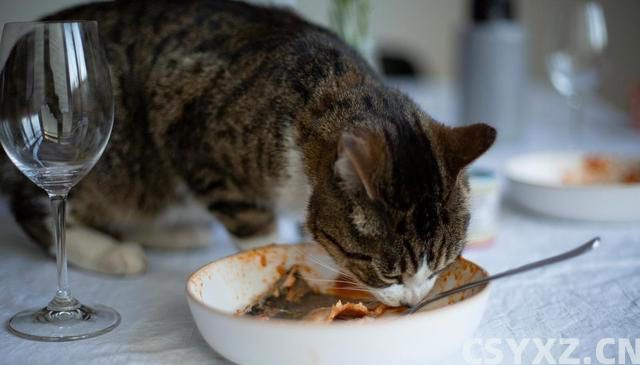 猫咪食欲不佳？试试这些妙招，让猫咪胃口大开！