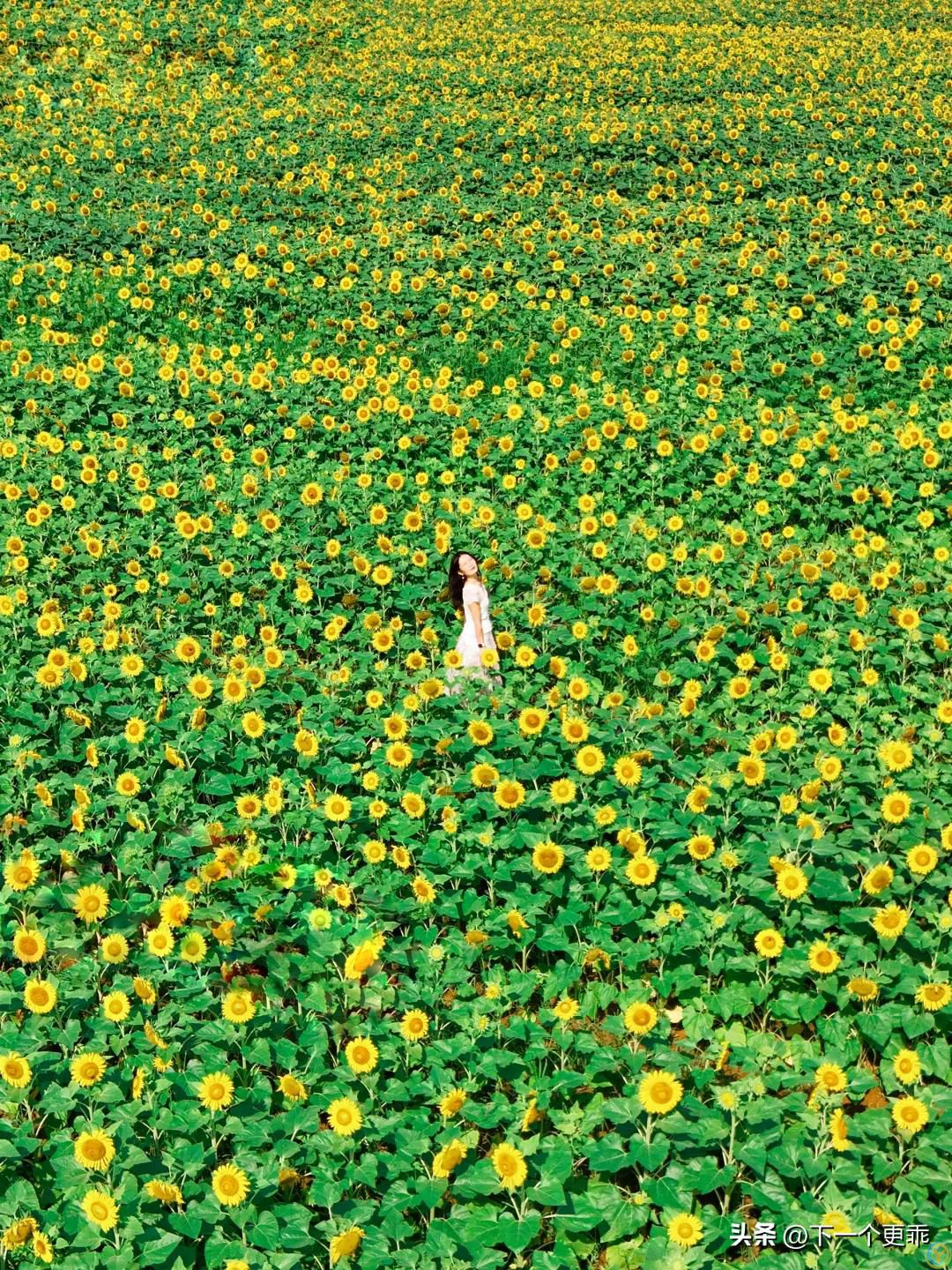 长沙近郊向日葵开爆了，规模超级大，不要门票，美到失语！