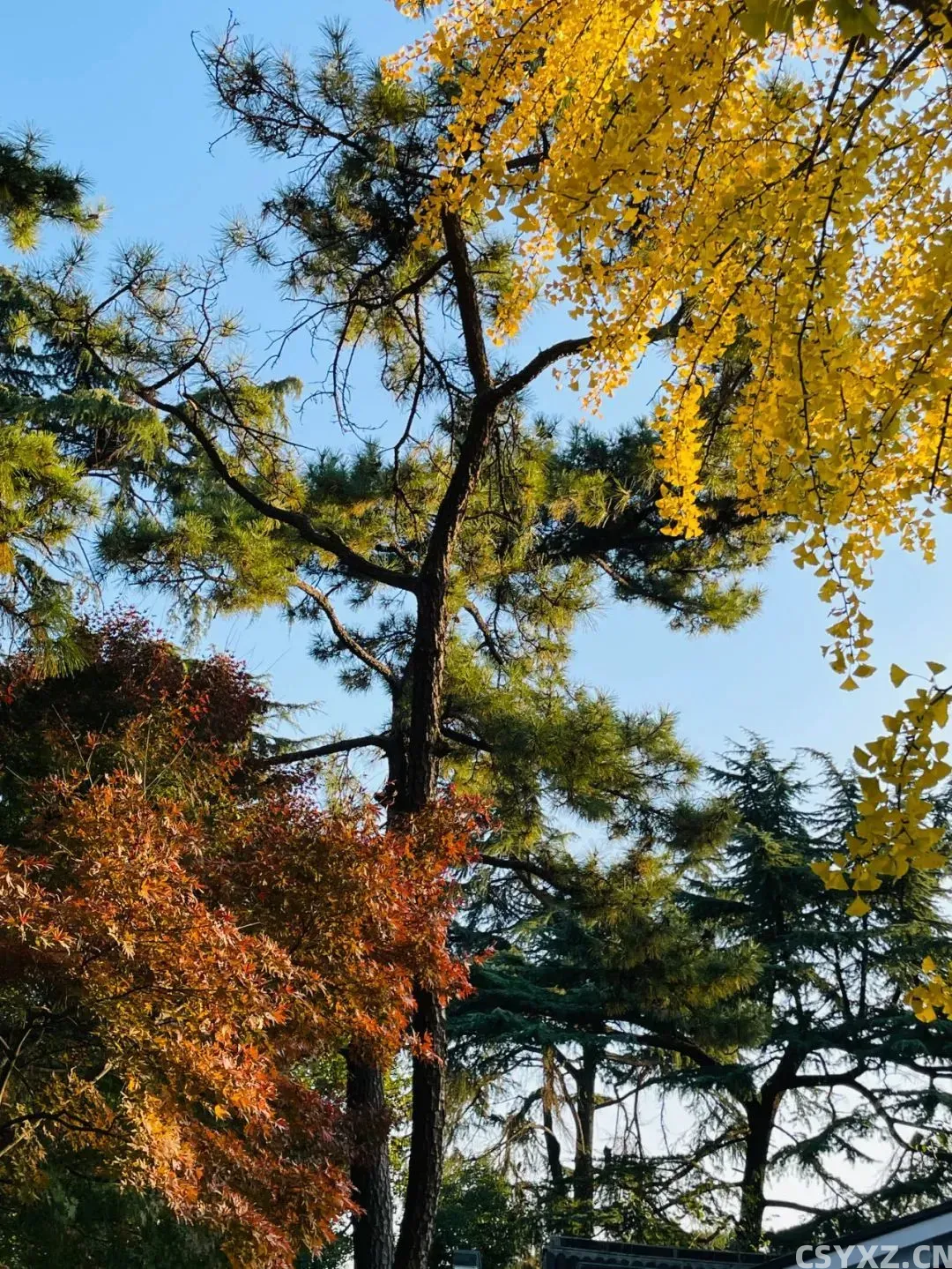 △去东园捡秋时,抬头看见三种色彩。(图源/作者)