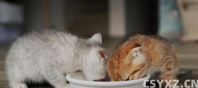 猫咪食欲不佳？试试这些妙招，让猫咪胃口大开！