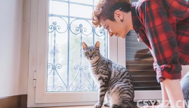 与猫的心灵对话：三大技巧，让你与爱猫情深似海