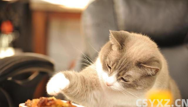 猫咪食欲不佳？试试这些妙招，让猫咪胃口大开！