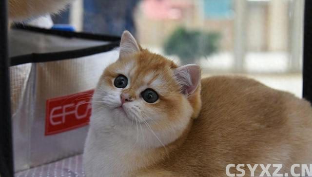 猫咪食欲不佳？试试这些妙招，让猫咪胃口大开！