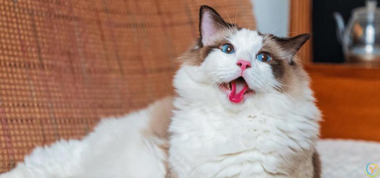 布偶猫的智商，真的比其它猫要低吗？