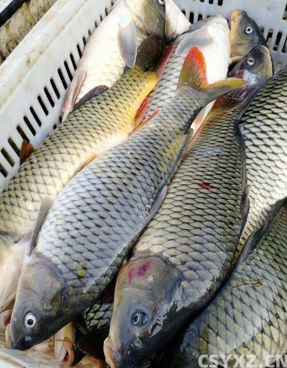 南方鱼塘鱼多到吃不完，鲤鱼却没人碰，原因让人意外