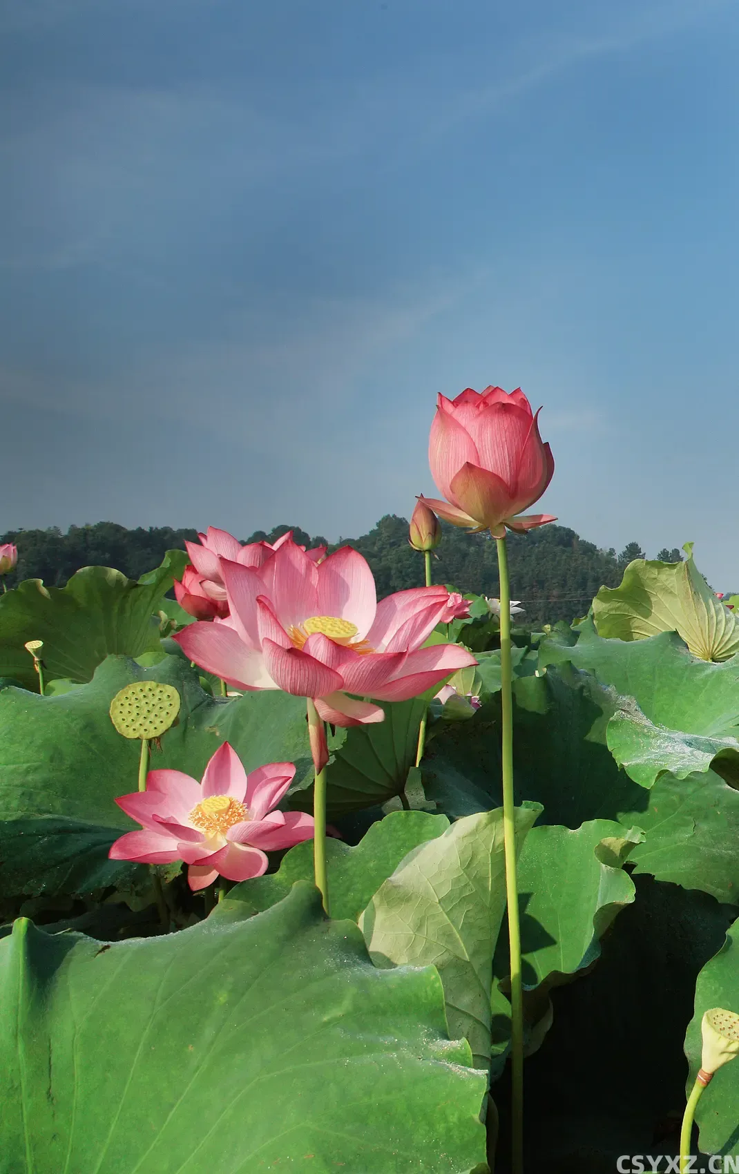 △湘莲（图/视觉中国）