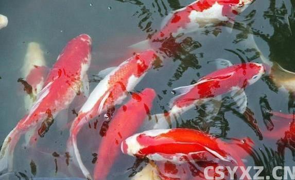 南方鱼塘鱼多到吃不完，鲤鱼却没人碰，原因让人意外