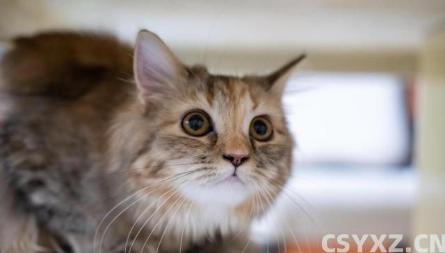 猫咪食欲不佳？试试这些妙招，让猫咪胃口大开！