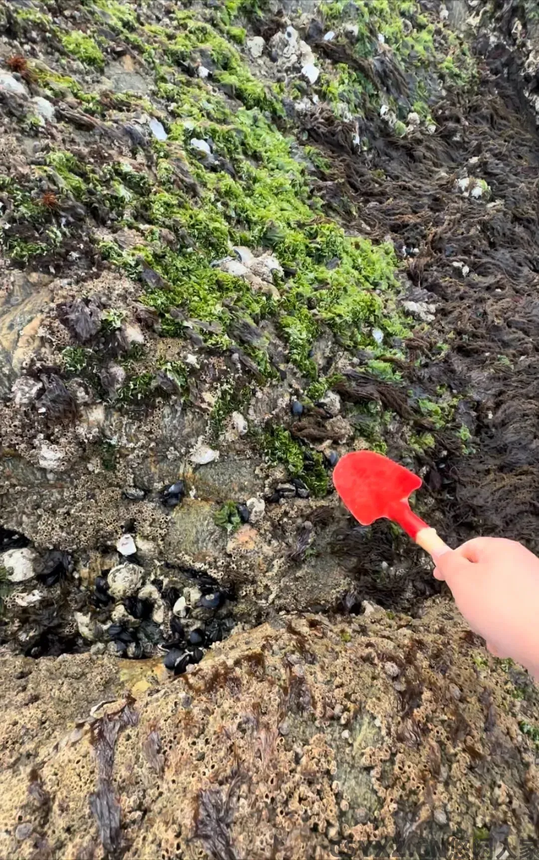 △拿着挖沙子的塑料小铲。（图/简墨 摄）