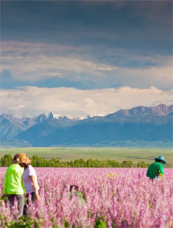 新疆自驾天花板，草原、雪山、沙漠、美食多到数不清