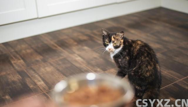 猫咪食欲不佳？试试这些妙招，让猫咪胃口大开！