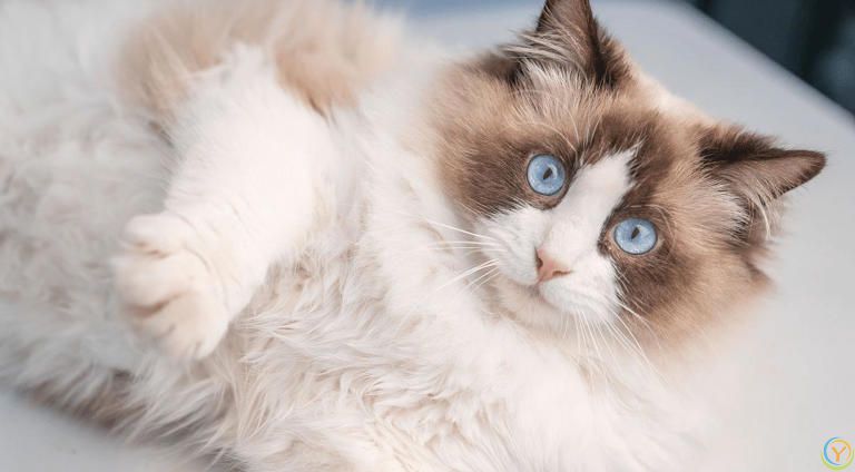 布偶猫的智商，真的比其它猫要低吗？