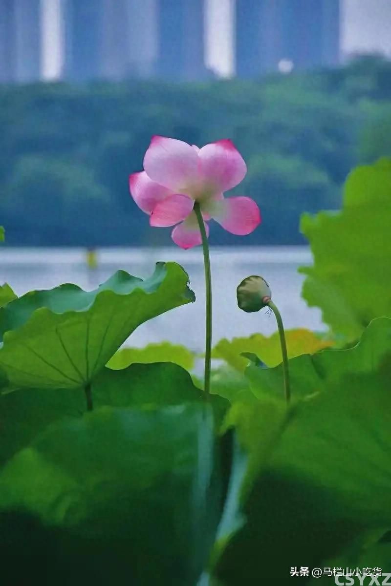 夏天来了，长沙周边赏荷攻略 | 赴一场夏日荷花之约！