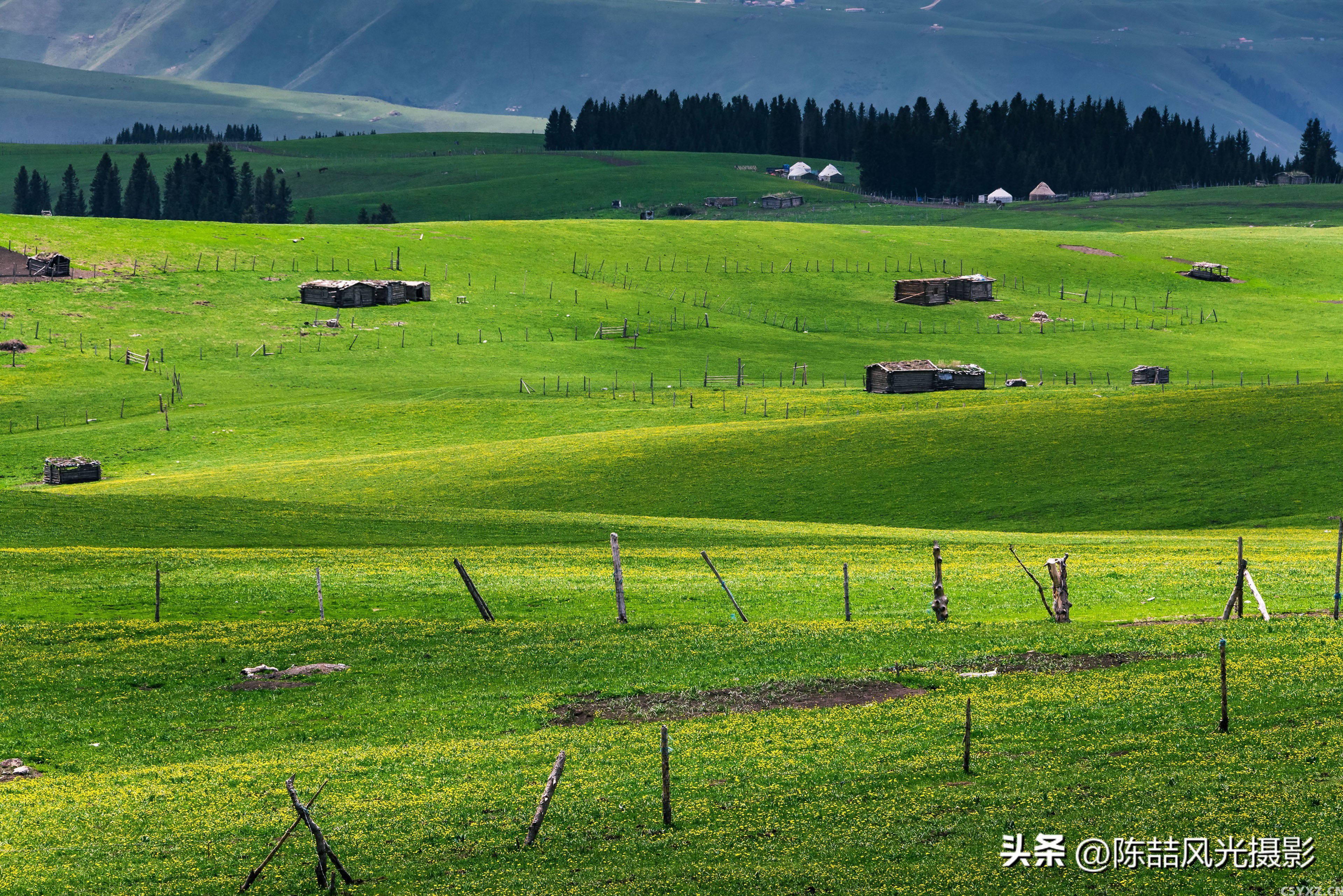 新疆伊犁喀拉峻草原初夏风光