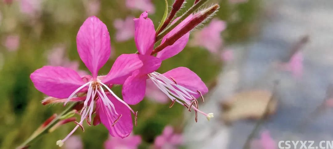 寻美薛城丨含香扑鼻来！凤凰绿道这一片片&ldquo;山桃草&rdquo;花，粉白相间太美了！