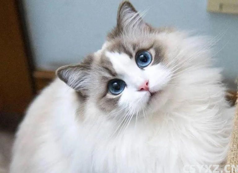 布偶猫价格上万却买到串串？这5个特征教你辨真假！